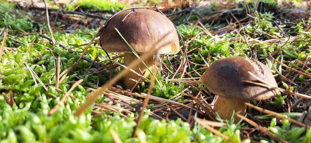 Domek Borsk Nad Samym Jeziorem Exteriör bild